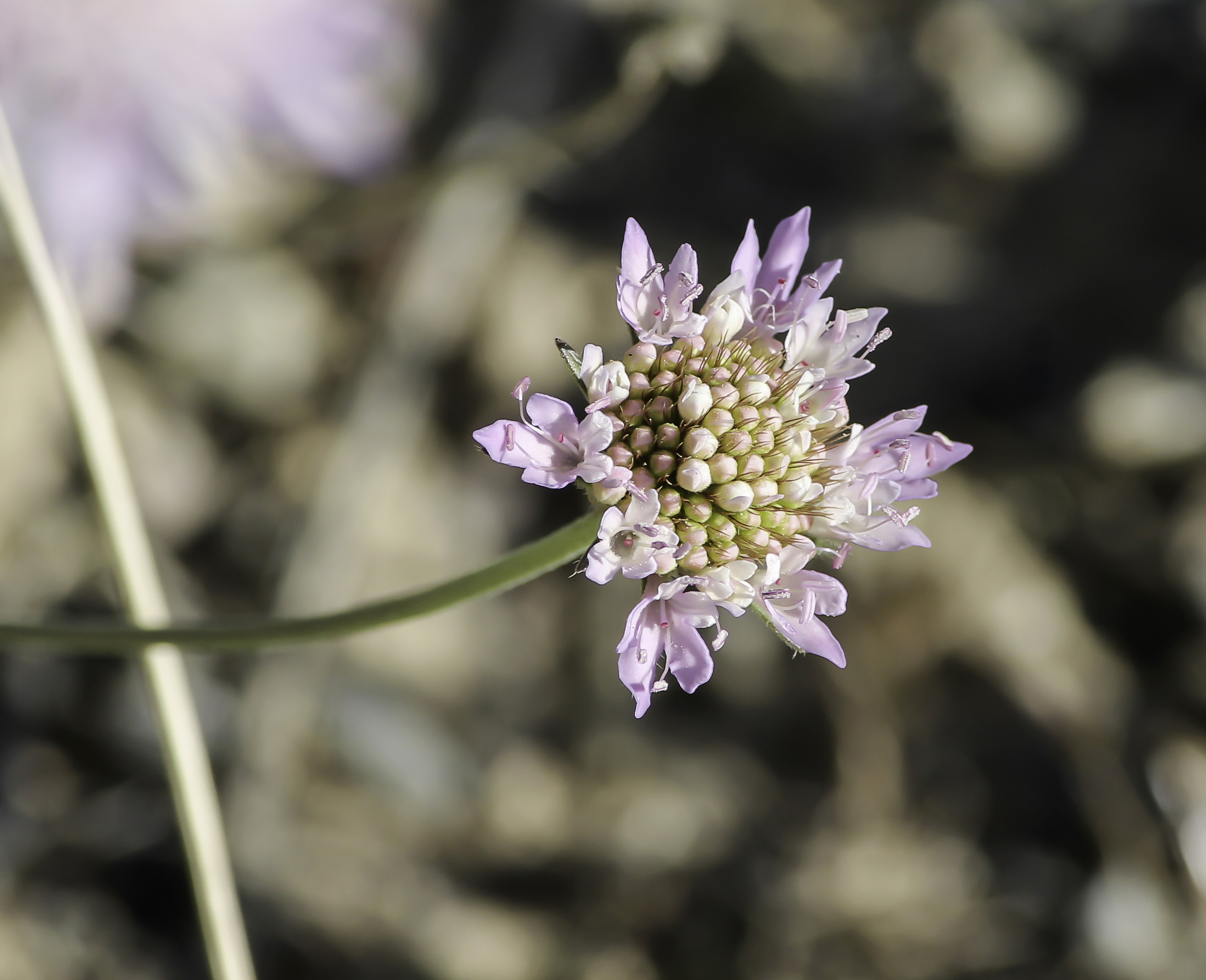 Sixalix Atropurpurea Subsp Maritima Plant Biodiversity Of South