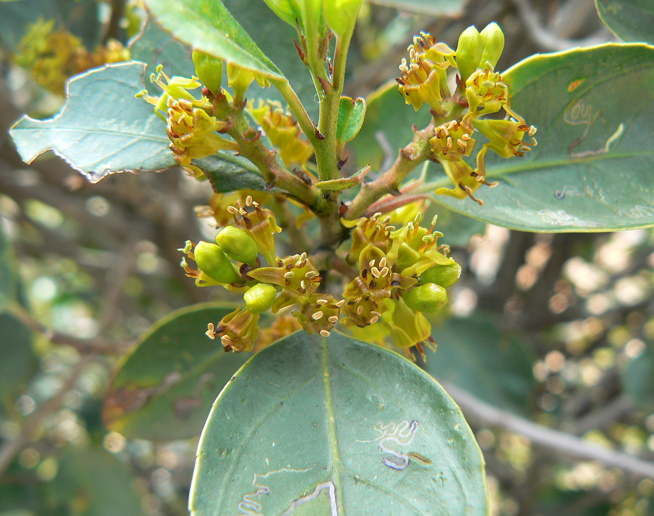 Rhamnus alaternus subsp. alaternus Plant Biodiversity of South