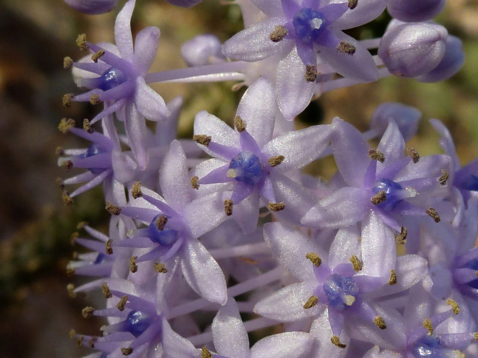 Autonoë latifolia - Biodiversité végétale du sud-ouest marocain
