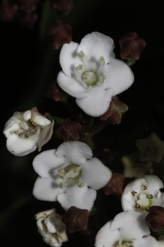 Viburnum tinus L. subsp. tinus [10/13]