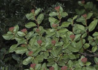 Viburnum tinus L. subsp. tinus [6/13]