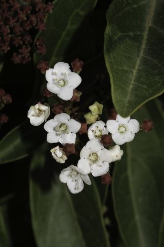 Viburnum tinus L. subsp. tinus [9/13]