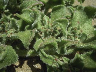 Mesembryanthemum crystallinum L. [2/12]