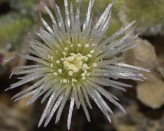 Mesembryanthemum crystallinum L. [7/12]