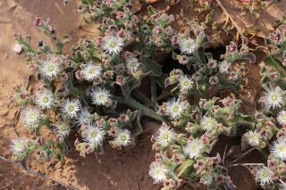 Mesembryanthemum crystallinum L. [11/13]