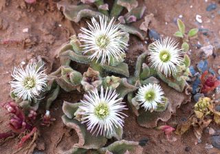 Mesembryanthemum crystallinum L. [12/13]