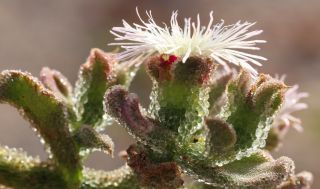 Mesembryanthemum crystallinum L. [13/13]
