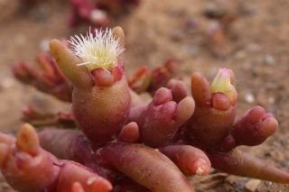 Opophytum theurkauffii (Maire) Maire [9/10]