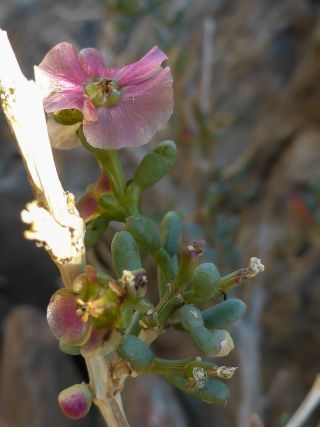 Afrosalsola divaricata subsp. gymnomaschala (Maire)  Akhani [7/20]