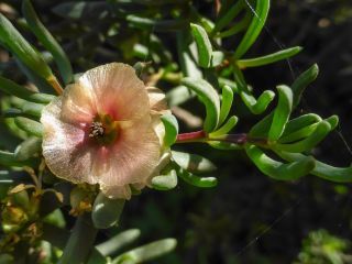 Afrosalsola divaricata subsp. gymnomaschala (Maire)  Akhani [1/20]