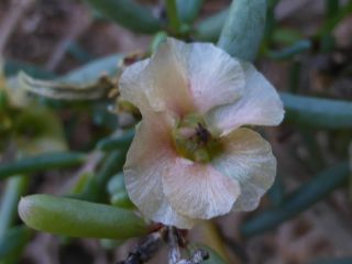 Afrosalsola divaricata subsp. gymnomaschala (Maire)  Akhani [2/20]