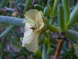 Afrosalsola divaricata subsp. gymnomaschala (Maire)  Akhani [3/20]