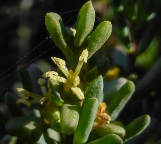 Afrosalsola divaricata subsp. gymnomaschala (Maire)  Akhani [5/20]