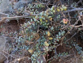 Afrosalsola divaricata subsp. gymnomaschala (Maire)  Akhani [6/20]