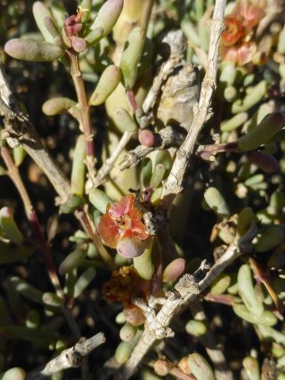 Afrosalsola divaricata subsp. gymnomaschala (Maire)  Akhani [11/20]