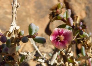 Afrosalsola divaricata subsp. gymnomaschala (Maire)  Akhani [12/20]