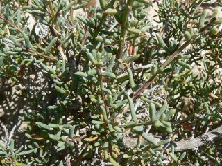 Afrosalsola divaricata subsp. gymnomaschala (Maire)  Akhani [14/20]