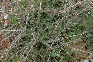 Afrosalsola divaricata subsp. gymnomaschala (Maire)  Akhani [17/20]