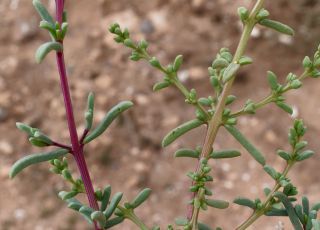 Afrosalsola divaricata subsp. gymnomaschala (Maire)  Akhani [18/20]