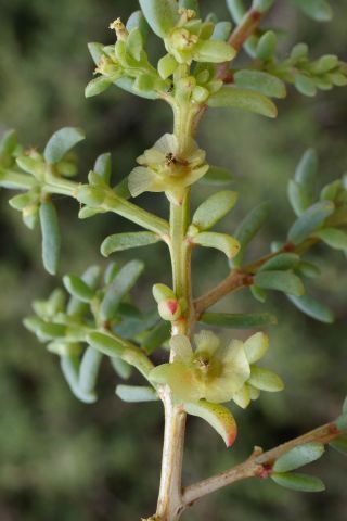 Afrosalsola divaricata subsp. gymnomaschala (Maire)  Akhani [19/20]