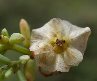 Afrosalsola divaricata subsp. gymnomaschala (Maire)  Akhani [20/20]