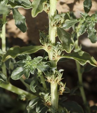 Amaranthus albus L. [5/5]