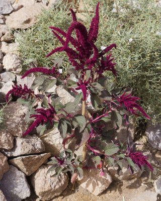 Amaranthus cruentus L. [1/6]