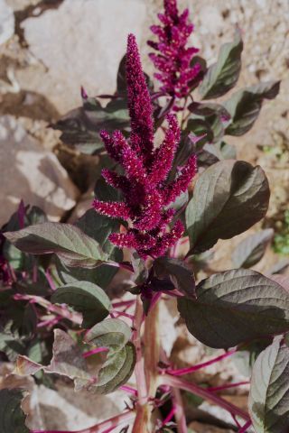 Amaranthus cruentus L. [2/6]