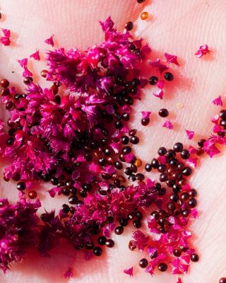 Amaranthus cruentus L. [3/6]