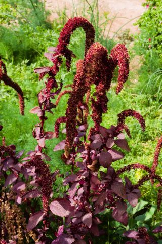Amaranthus cruentus L. [4/6]