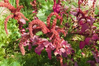 Amaranthus cruentus L. [5/6]
