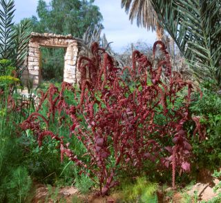 Amaranthus cruentus L. [6/6]