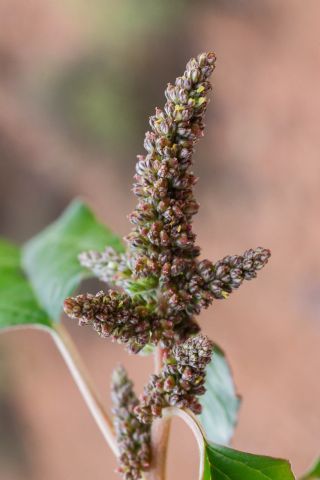 Amaranthus deflexus L. [3/6]