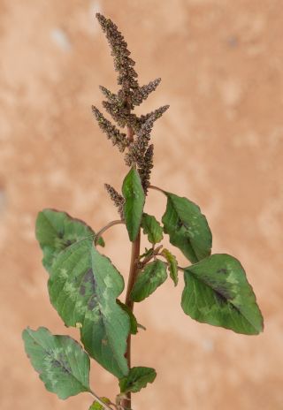 Amaranthus deflexus L. [4/6]