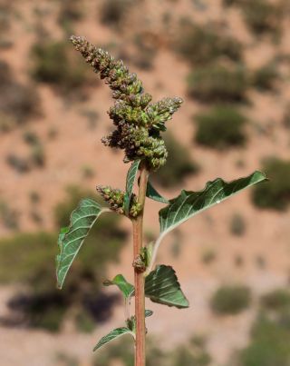 Amaranthus deflexus L. [6/6]