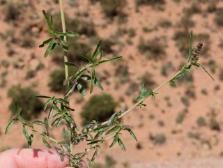 Amaranthus muricatus (Moq.) Hieron. [1/5]