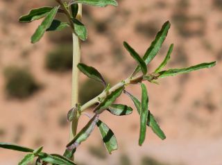 Amaranthus muricatus (Moq.) Hieron. [2/5]