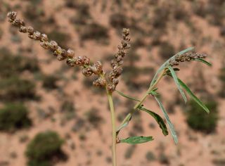 Amaranthus muricatus (Moq.) Hieron. [3/5]