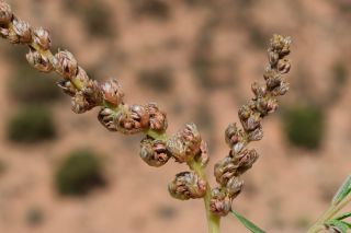 Amaranthus muricatus (Moq.) Hieron. [4/5]