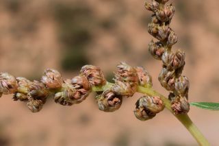 Amaranthus muricatus (Moq.) Hieron. [5/5]