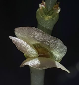 Anabasis syriaca Iljin [15/15]