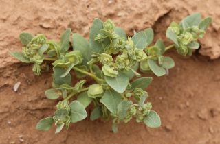 Atriplex dimorphostegia Kar. & Kir. [9/9]