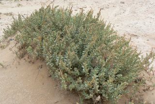 Atriplex parvifolia Lowe [1/16]