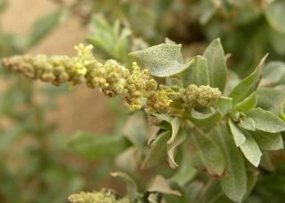 Atriplex parvifolia Lowe [2/16]