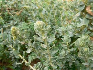 Atriplex parvifolia Lowe [3/16]