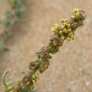 Atriplex parvifolia Lowe [4/16]