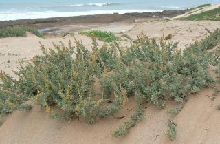 Atriplex parvifolia Lowe [5/16]