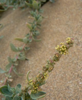 Atriplex parvifolia Lowe [6/16]