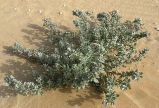 Atriplex parvifolia Lowe [7/16]