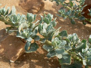 Atriplex parvifolia Lowe [8/16]